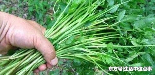 农民以前天天吃的野菜野果,摇身一变成为城市人的心头好!