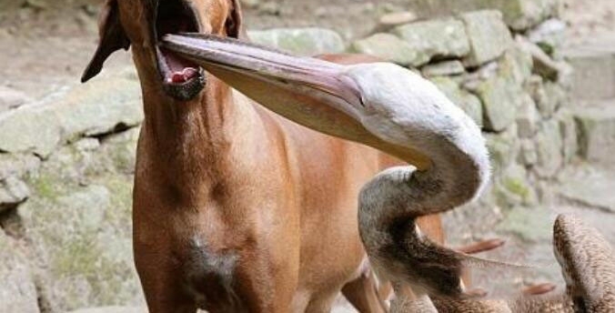 ���ɻ��ɹ���͵����ʳ��������ַ�ʽ���ͳͷ��������οʹ�Ц