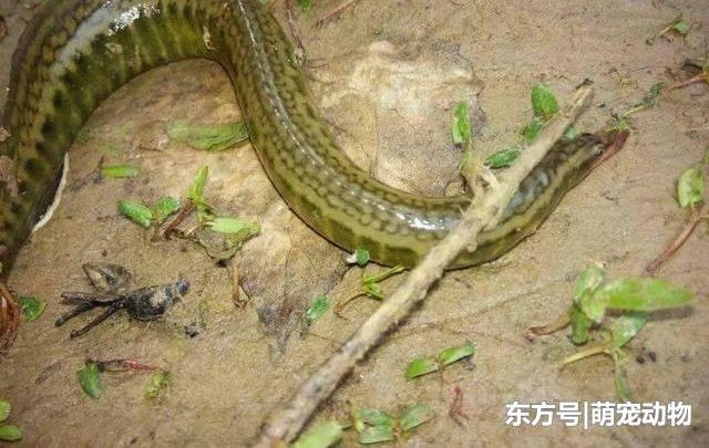 �������ѡ���������, ��˵�ж����ҳ�, ���ڰ�Ԫһ���м��޻�