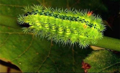 ����Щ����۸������ˬ��ֻ��ũ����������ˣ�����ë���Ȼ��