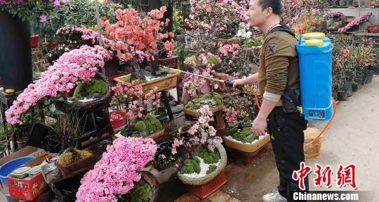 春节临近年味渐浓 西安民众花市购“浪漫年货”