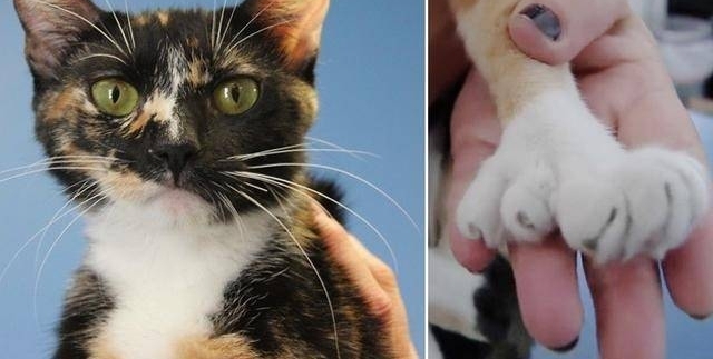 迷路的猫妈带着六个孩子来到收容所,大家一看小猫长的好有特色