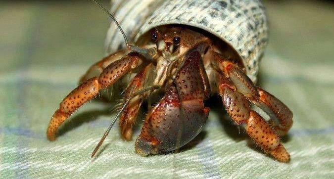 世界上最懒的动物: 住房从不交房租, 还经常随便换房子!