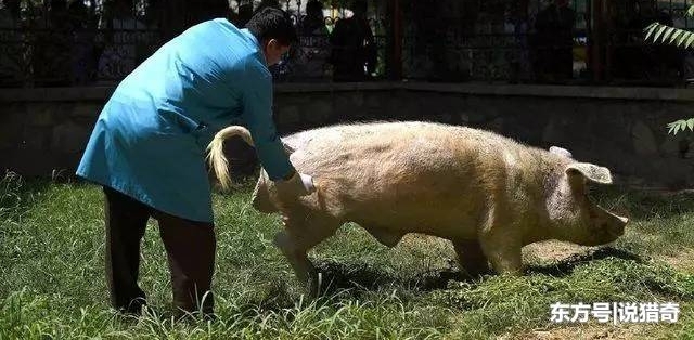 Ψһ��������30�ﳤ�������ڵ�230�