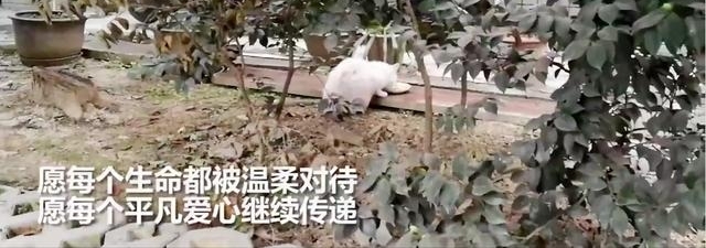 Сè���߼������꣬68���ү�������ι�������Ŷ���ʳ������è�䡭��