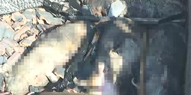 大火致两百多头生猪变烤猪 养猪场主人无奈大哭