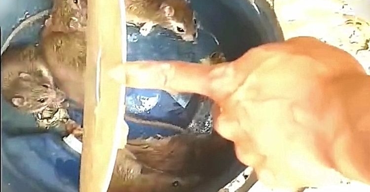 С��������һ���������壬�ڶ���һ����أ��ɰ����ֻ���
