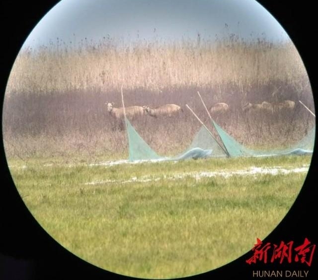 谁是湿地上最可爱的人