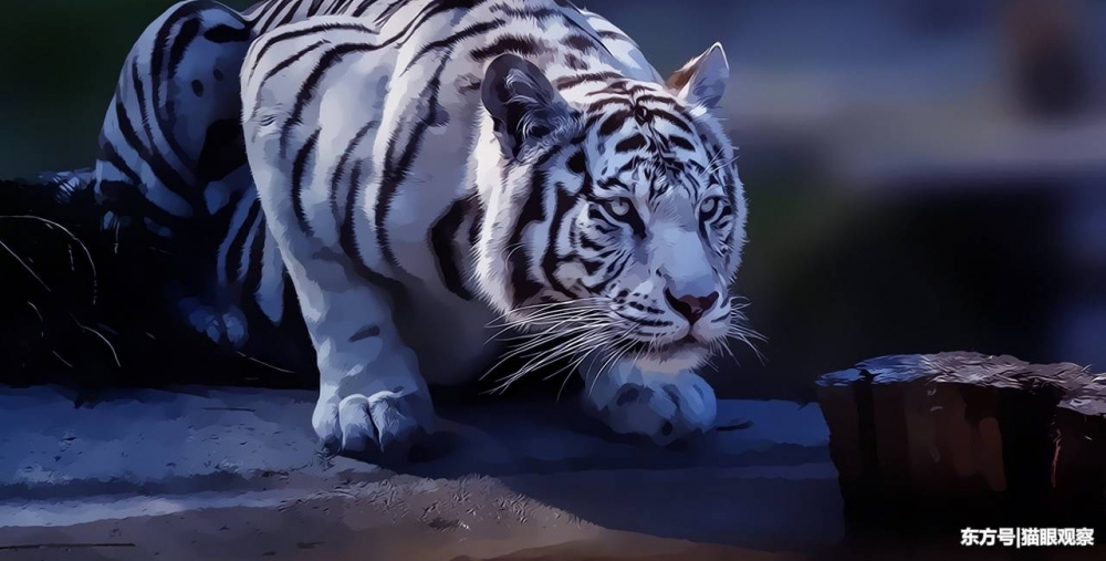 �й�û��ʨ�ӣ���Ϊʲô����ô����˵ʨ�ӱ��ϻ�������