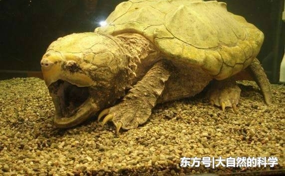 �е�ˮ��������֮��, ���˶��������������