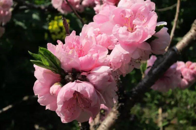 吃、住、行、游、购、娱,今年的上海桃花节你可以这样玩出新意