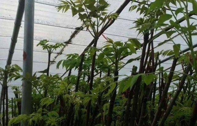 ���·���������Ҫ�������׸�ˣ����˿���ÿ��һĶ��������