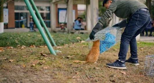 成都阿姨为大学流浪猫开“深夜食堂”:收入虽微,十年不打烊