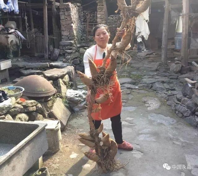 22笋连根!奇!温州“超级笋王”这么这么这么这么长!天价吧?