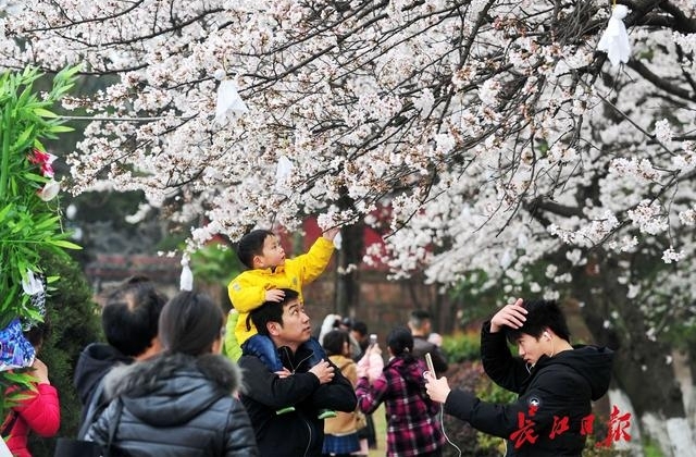 十堰郁金香文化旅游节开幕 凭高速过路费小票可优惠10元