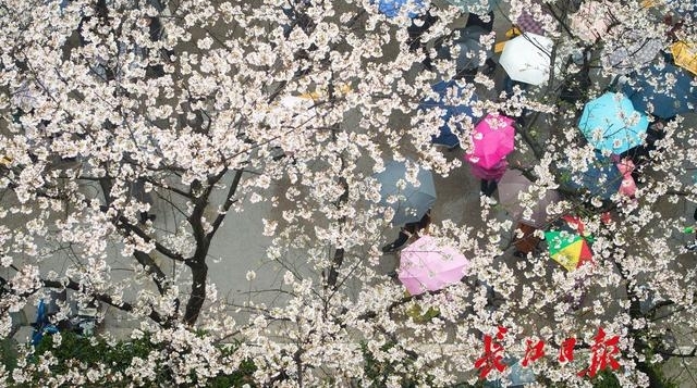 十堰郁金香文化旅游节开幕 凭高速过路费小票可优惠10元
