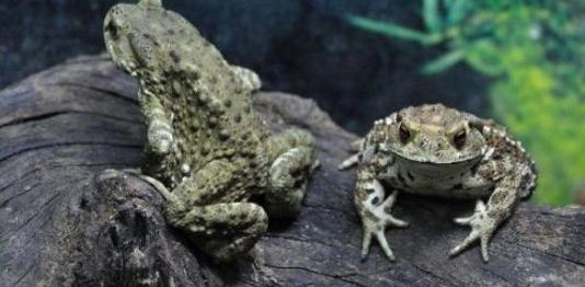 ũ������ļ���ƭ�� Ͷ��ǧ��Ҫ������