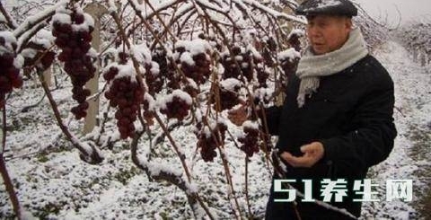 农村挂满成熟葡萄没人收,村里人却依旧富裕,称是中国“独一家”