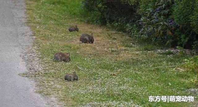 兔祸! 新西兰野兔泛滥成灾, 当地下令大范围投放“兔病毒”