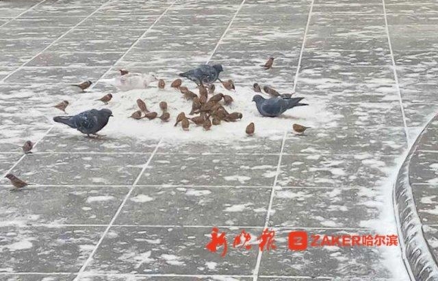 ѩ���Ͻ�һ������ȸ�͸��ӹ�ʳ��������פ������