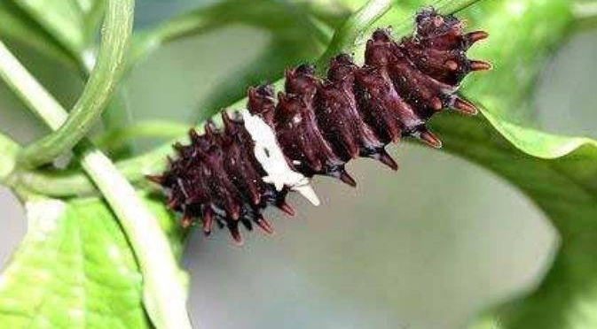 ���ӷ������ֳ��־��͡�ָ�ơ�����ǰϸ�����ŵøϽ�����