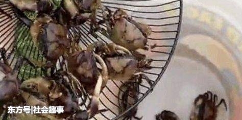 女子把报废电风扇网子埋在地里,第二天来到地里,她差点笑出声!