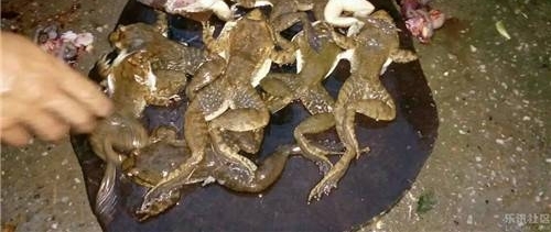 ũ������ע�⣬�������ص㱣�����������ȥץ����������ܱ�ץ