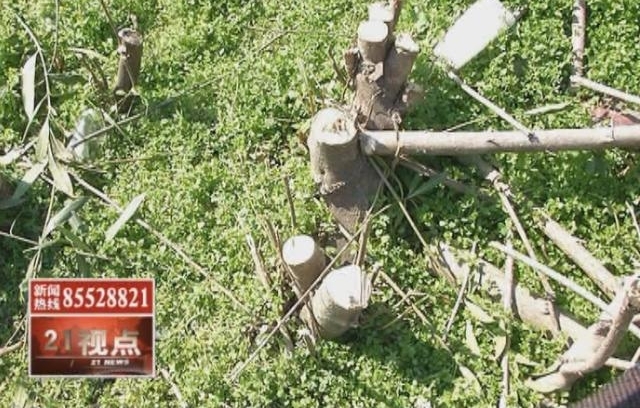 可恶!沪宁高速无锡段千棵树木被偷偷“斩首” 绵延长达三公里