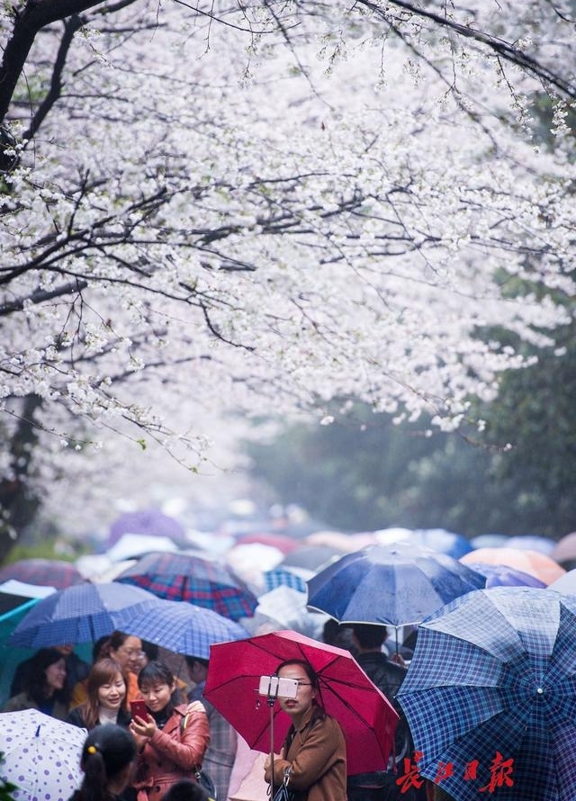 十堰郁金香文化旅游节开幕 凭高速过路费小票可优惠10元