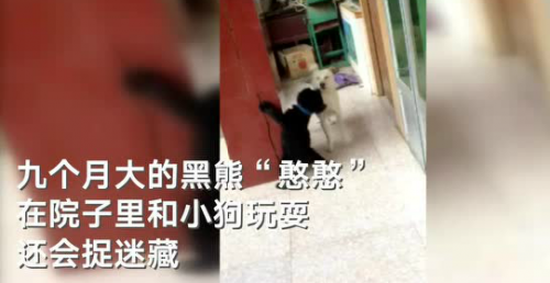 误把熊当狗养3年 网友朋友圈发照片被公安局发现