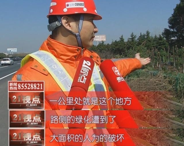 可恶!沪宁高速无锡段千棵树木被偷偷“斩首” 绵延长达三公里