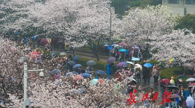 十堰郁金香文化旅游节开幕 凭高速过路费小票可优惠10元