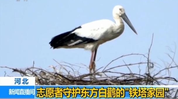 河北:志愿者守护东方白鹳的“铁塔家园”