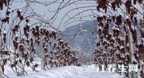 农村挂满成熟葡萄没人收,村里人却依旧富裕,称是中国“独一家”