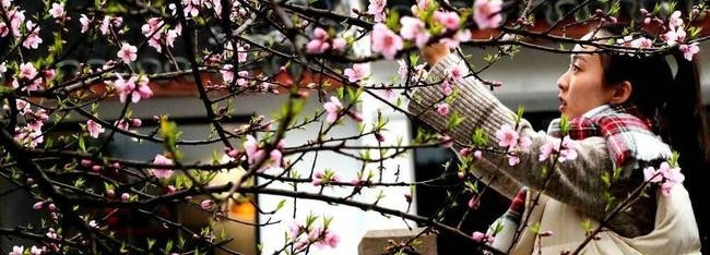 苏州:春色满城关不住 桃红柳绿美如画