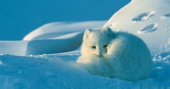 民间故事:九尾雪狐