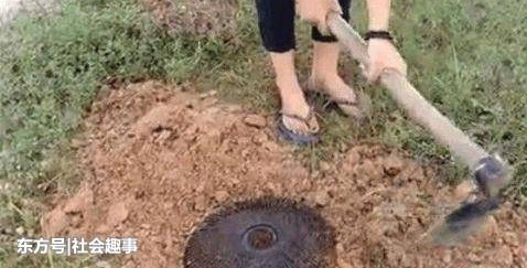 女子把报废电风扇网子埋在地里,第二天来到地里,她差点笑出声!