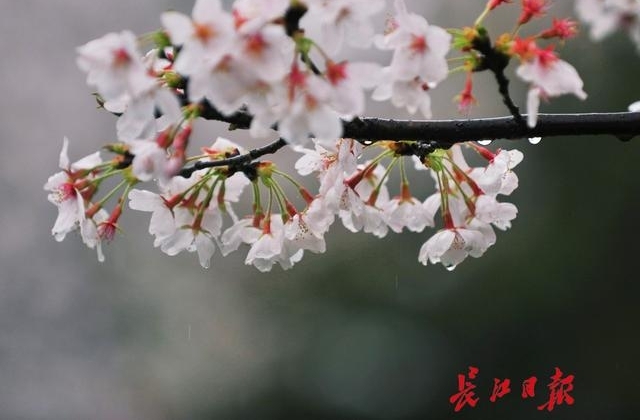 十堰郁金香文化旅游节开幕 凭高速过路费小票可优惠10元