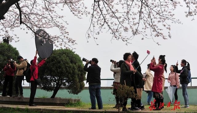 十堰郁金香文化旅游节开幕 凭高速过路费小票可优惠10元