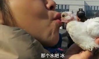 6旬老人“嘴对嘴”给小鸽子喂食,使用嘴捂热 网友的评论亮了