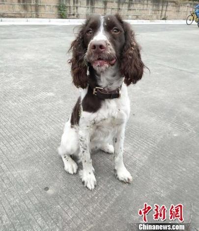 巾帼不让须眉 美女宠物店长“变身”成为警犬训导员