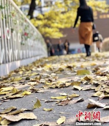 ���ݴ�����Ҷ���仨�����