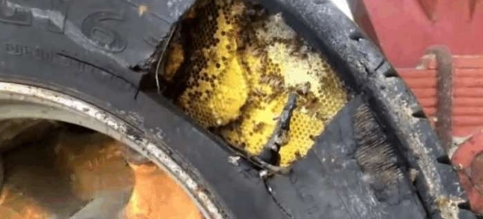 小伙发现自己农用车胎内有动静, 打开后全是这种生物,乐坏了