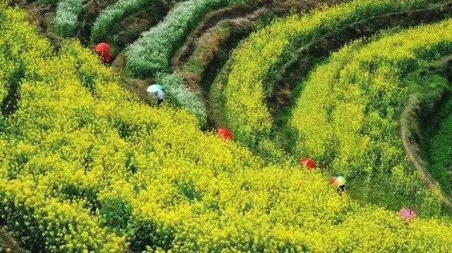 ������Դ���룬����Ķ���ﻨ��