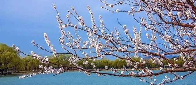 人间绝色,惊艳整个京城的西堤桃花!错过再等一整年!
