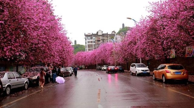 �����е��л����������֣��ž飬����÷�������Ͼ�����
