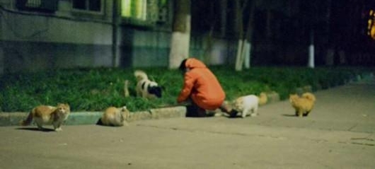 成都阿姨为大学流浪猫开“深夜食堂”:收入虽微,十年不打烊