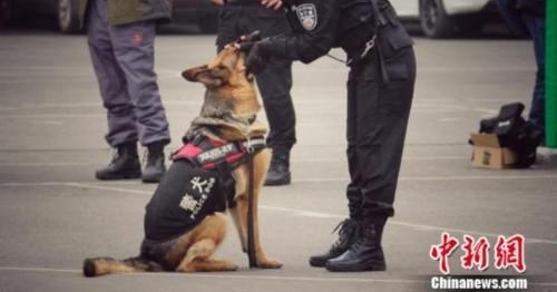 巾帼不让须眉 美女宠物店长“变身”成为警犬训导员
