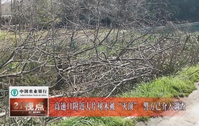 可恶!沪宁高速无锡段千棵树木被偷偷“斩首” 绵延长达三公里