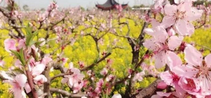 吃、住、行、游、购、娱,今年的上海桃花节你可以这样玩出新意